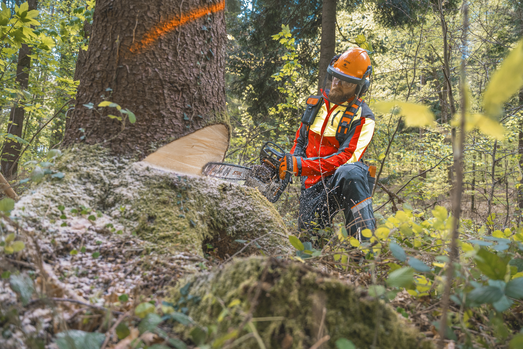 Markus Küchler abat un arbre avec la tronçonneuse STIHL MS 400 C-M