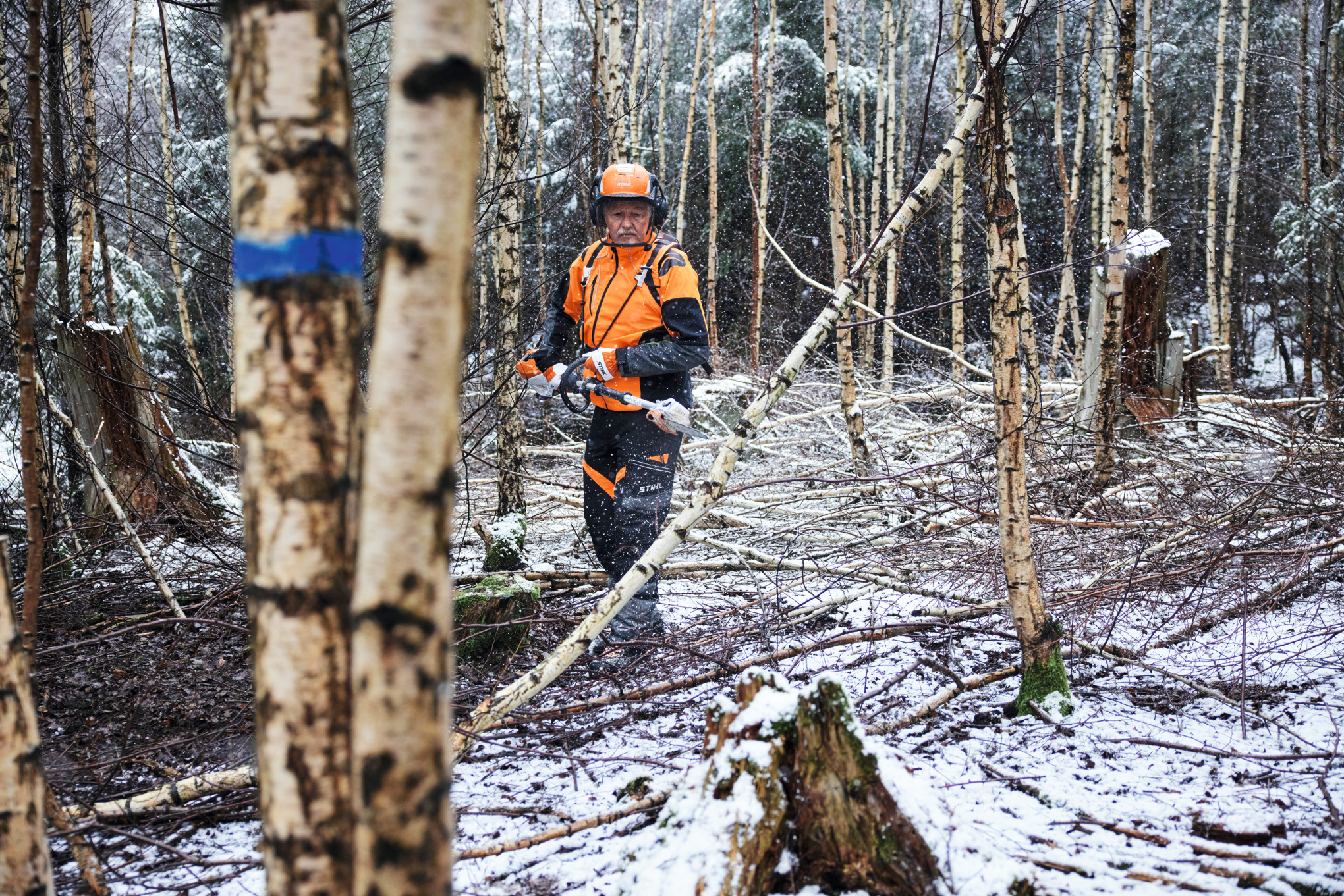 Un homme en équipement de protection coupant un bouleau à l’aide d’une perche d’élagage à batterie STIHL HTA 150