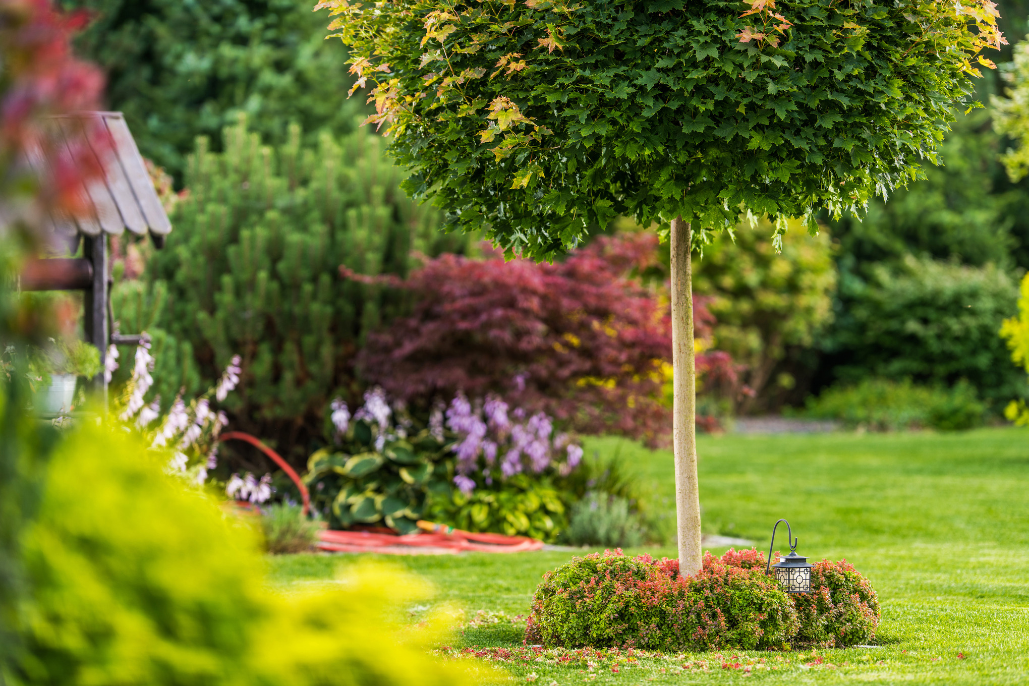 Arbre en forme de boule dans un petit jardin