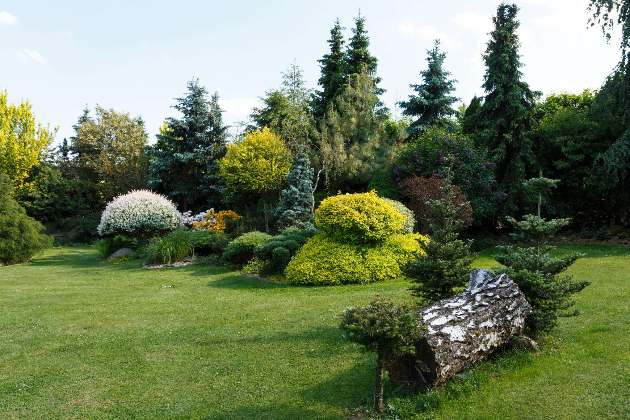 Conifères et arbustes à feuillage persistant dans un jardin