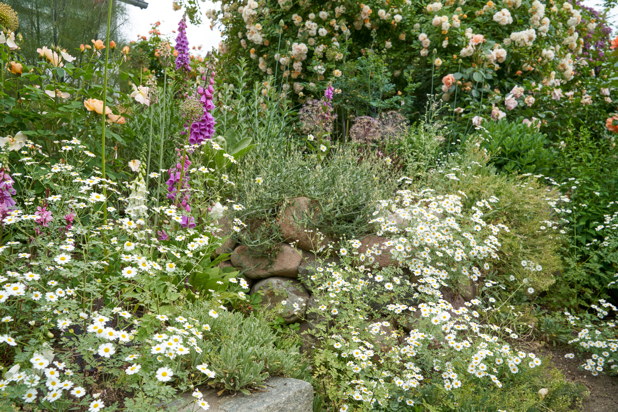 Jardin suspendu avec pierres et camomille