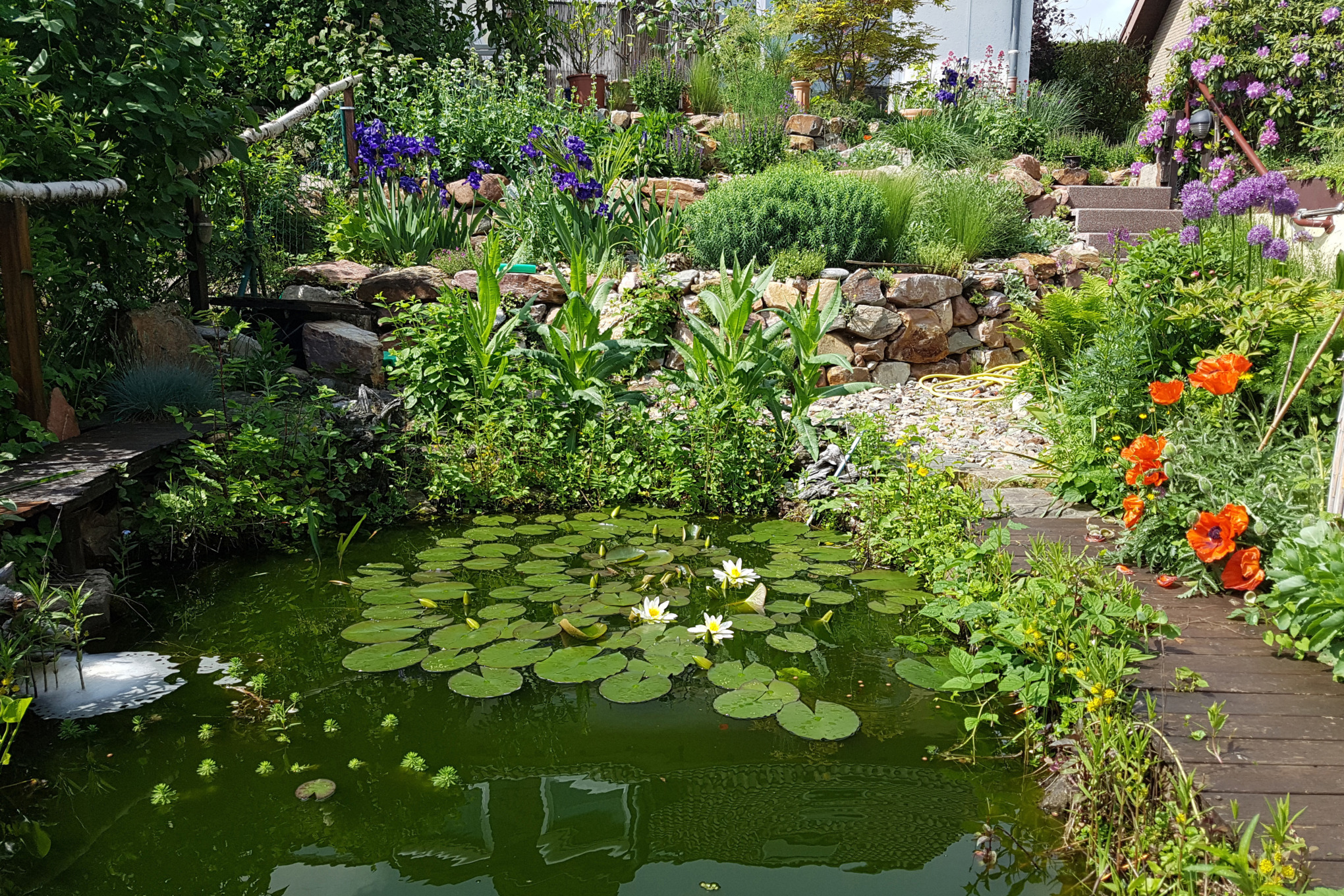 Jardin en pente avec parterres bordés de pierres et bassin de nénuphars