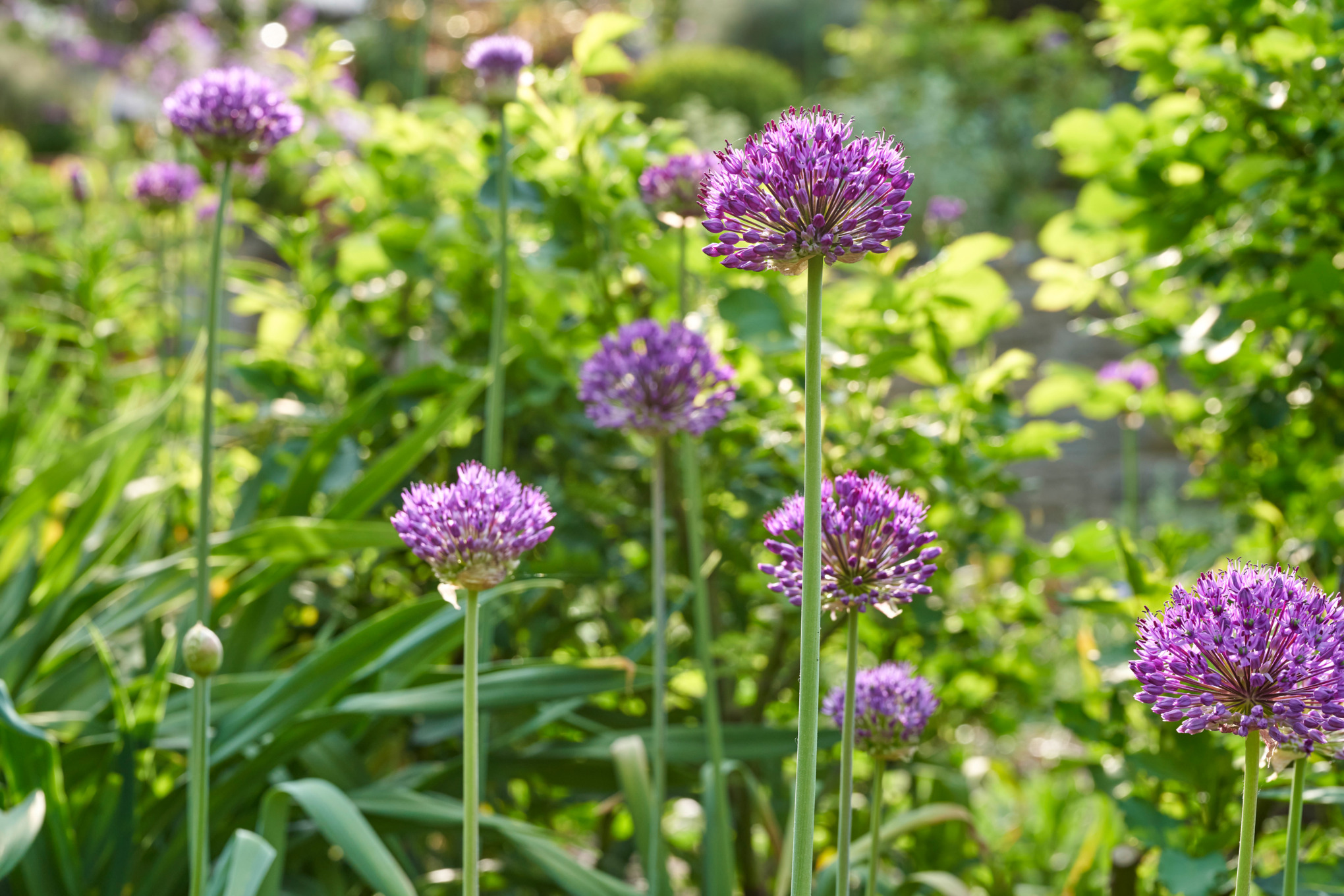 Ail pourpre en fleurs