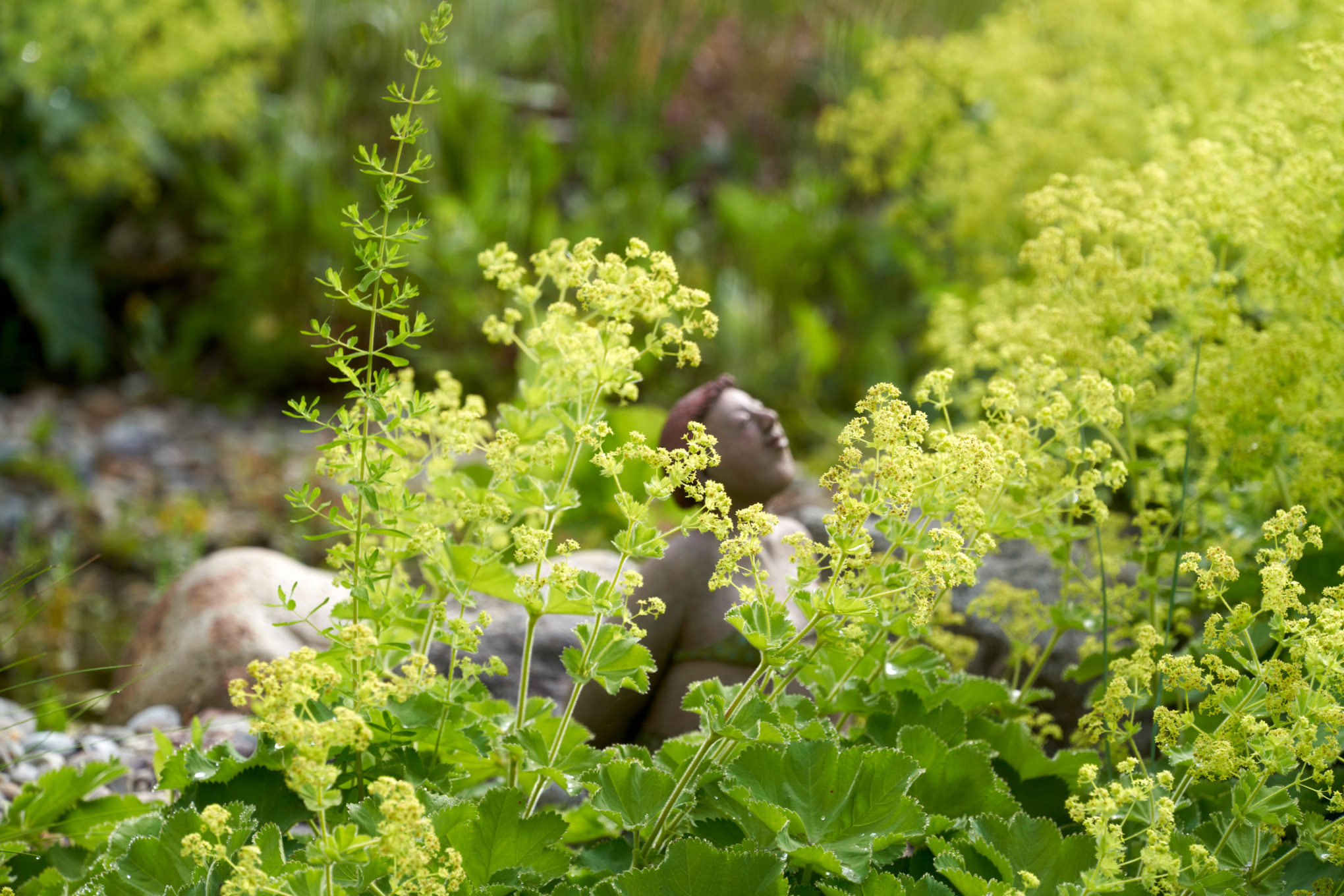 Jardin en pente ensoleillé avec alchémille et un personnage souriant aux yeux fermés en arrière-plan