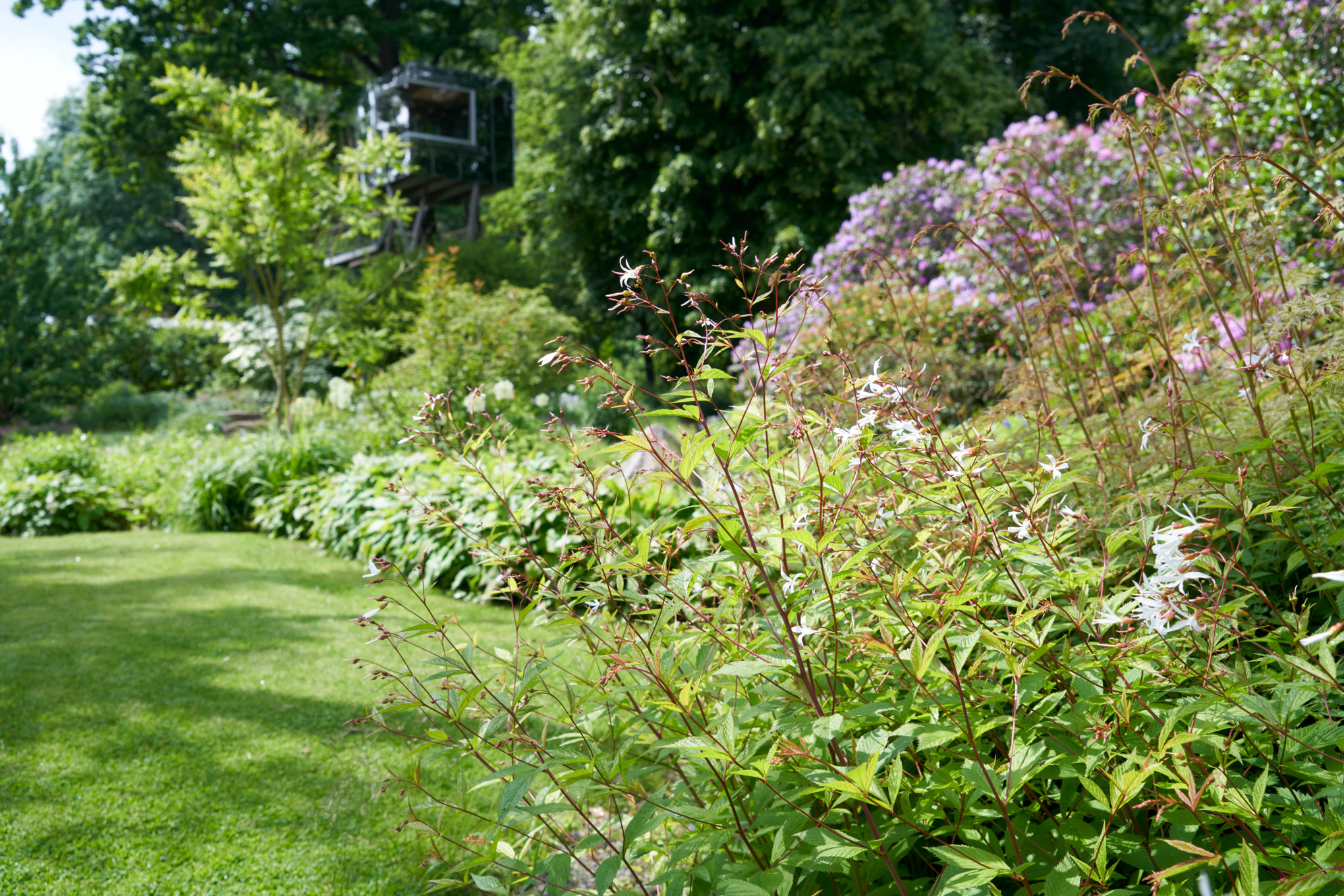 Jardin en pente avec spirée à trois feuilles