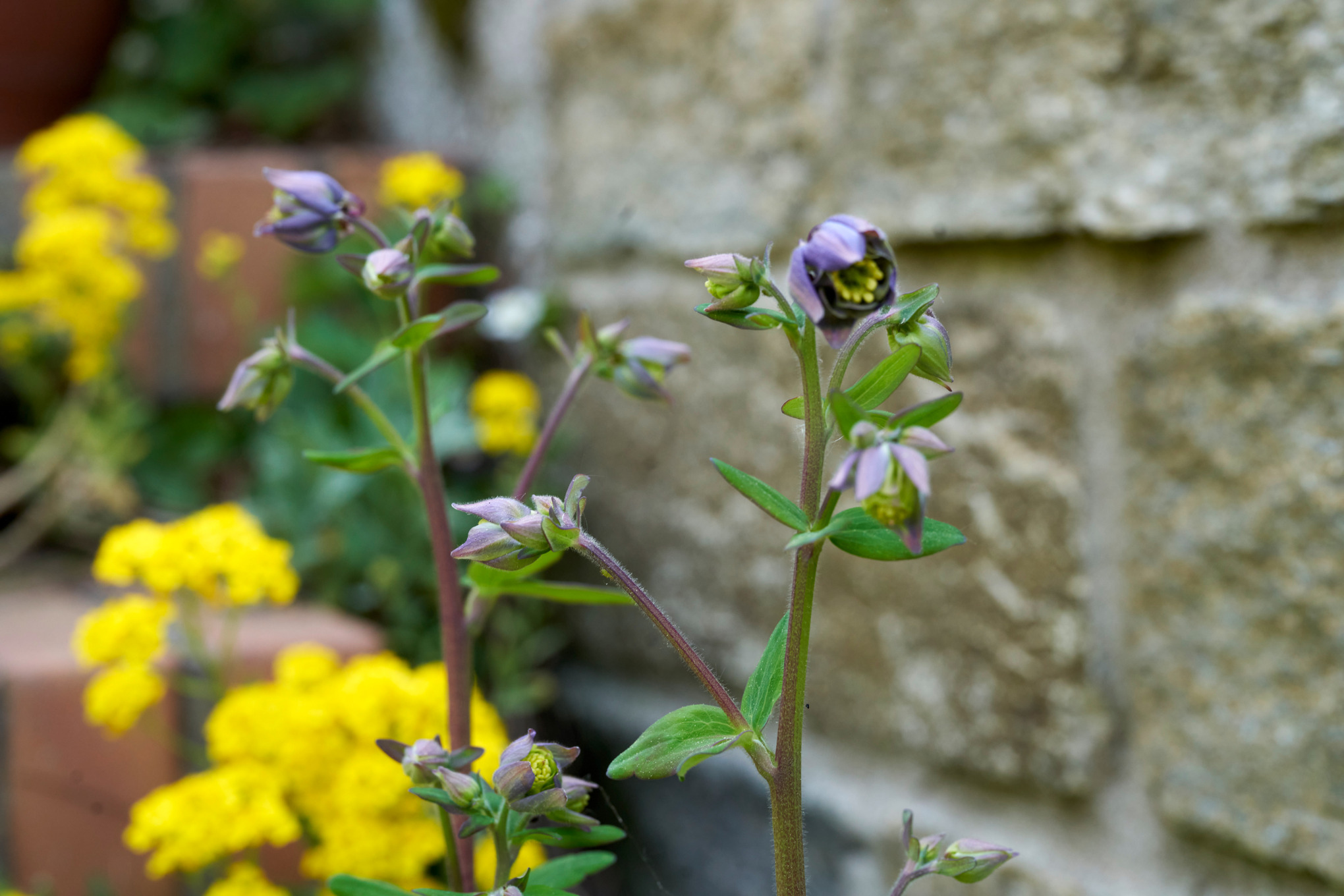 Gros plan sur un jardin en pente avec des ancolies contre un mur