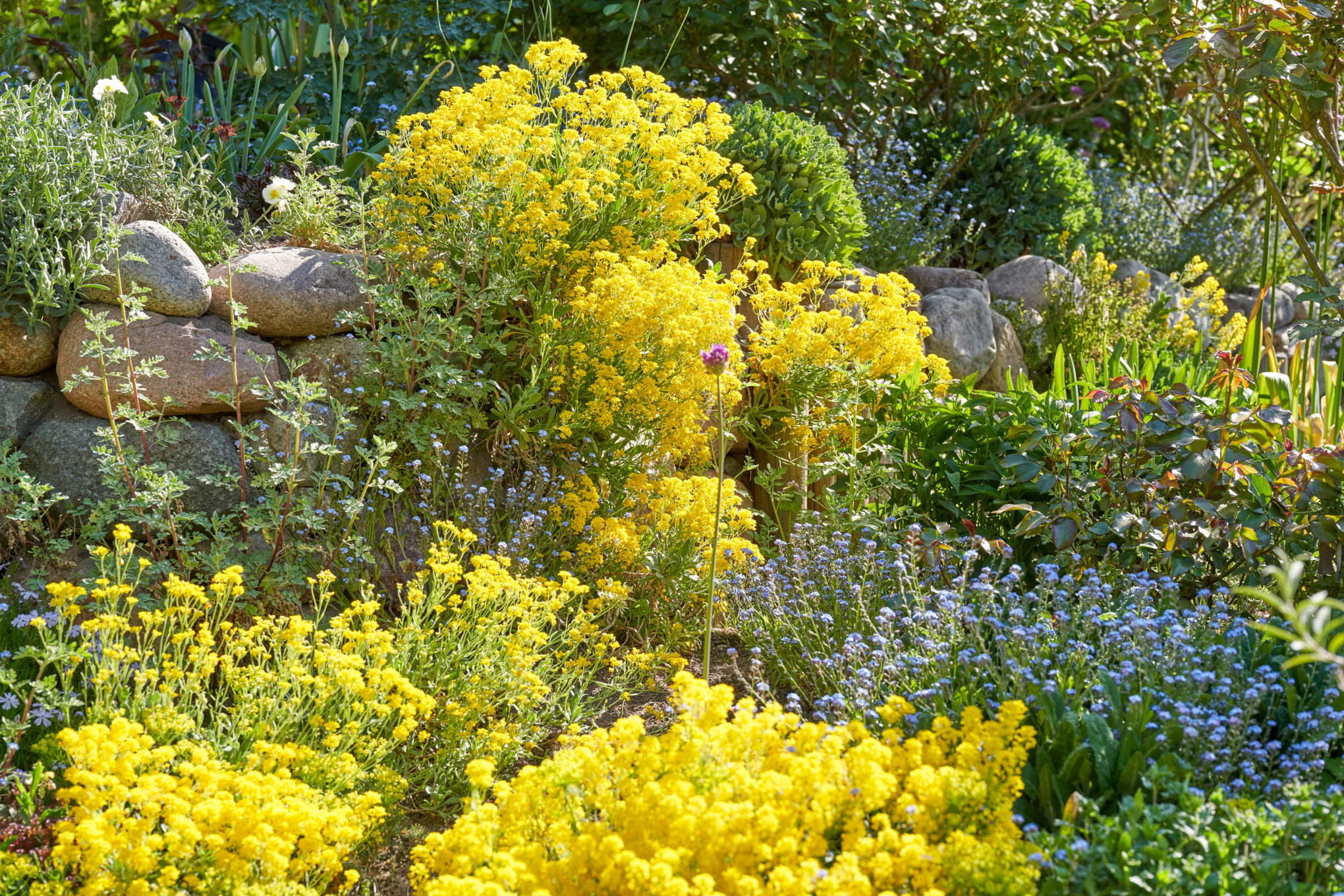 Jardin en pente avec des rochers, de l’alysse des roches et des myosotis