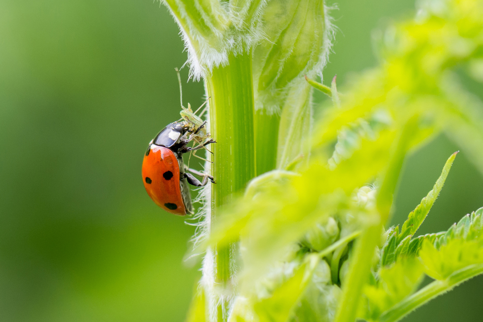 Coccinelle à sept points sur une branche, exterminant un puceron