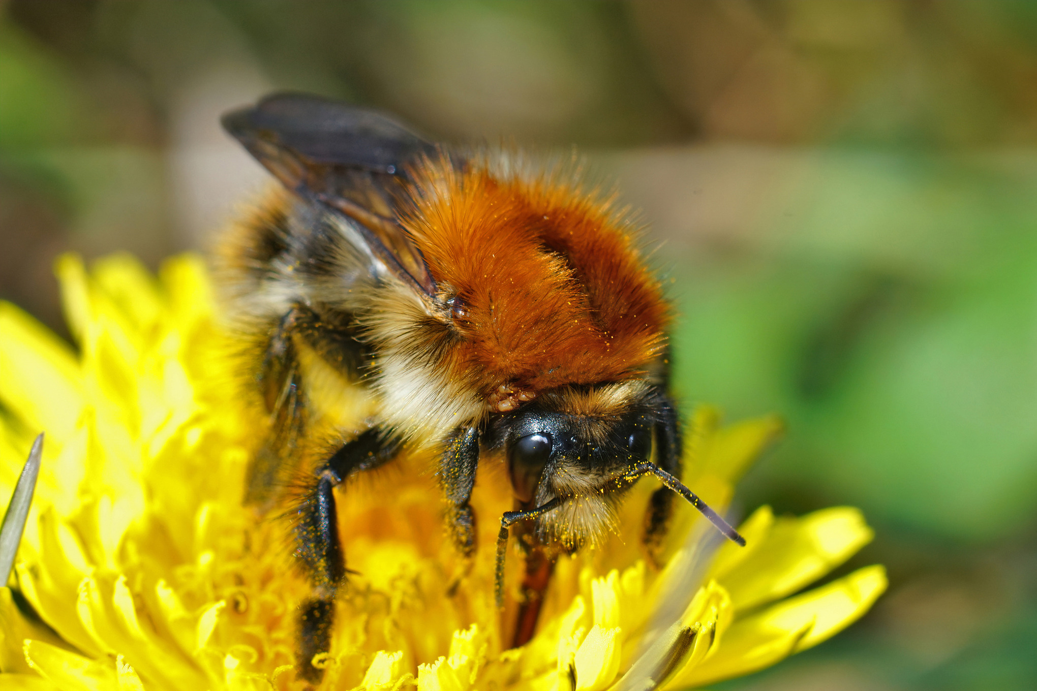 Gros plan sur un bourdon des champs sur une fleur de pissenlit