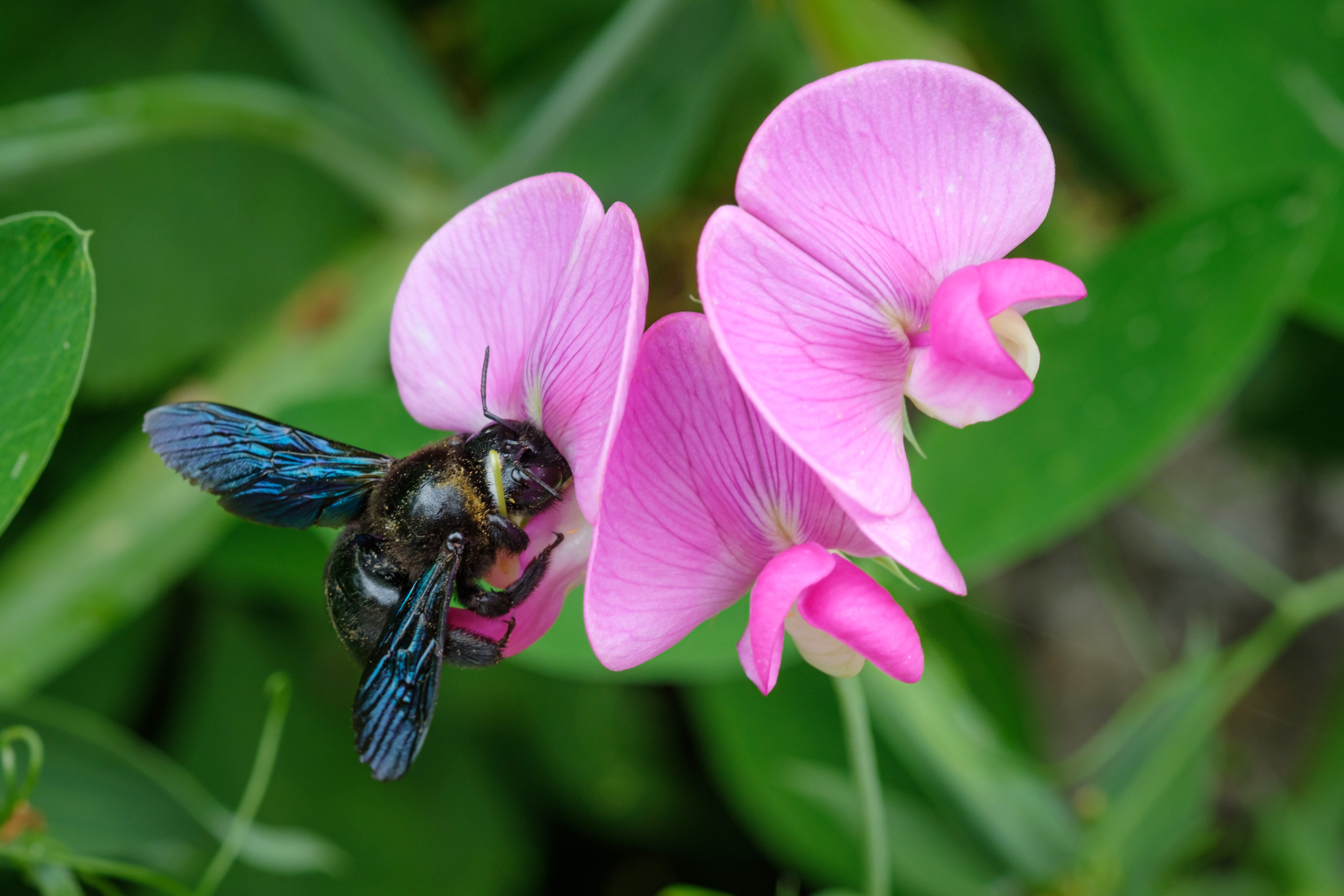 Abeille charpentière bleue sur une fleur rose