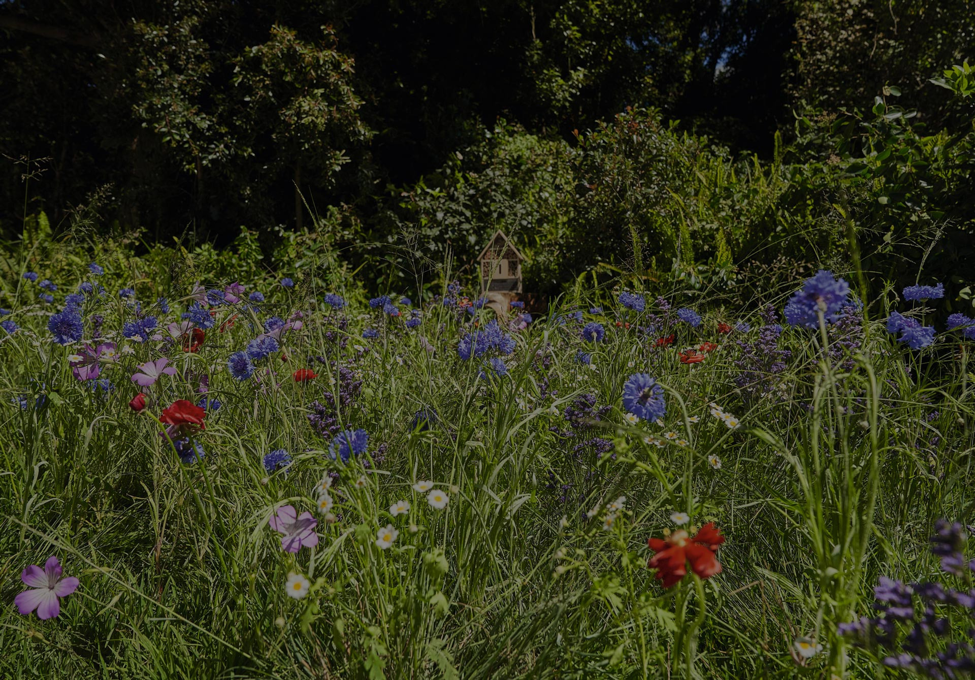 Prairie de fleurs