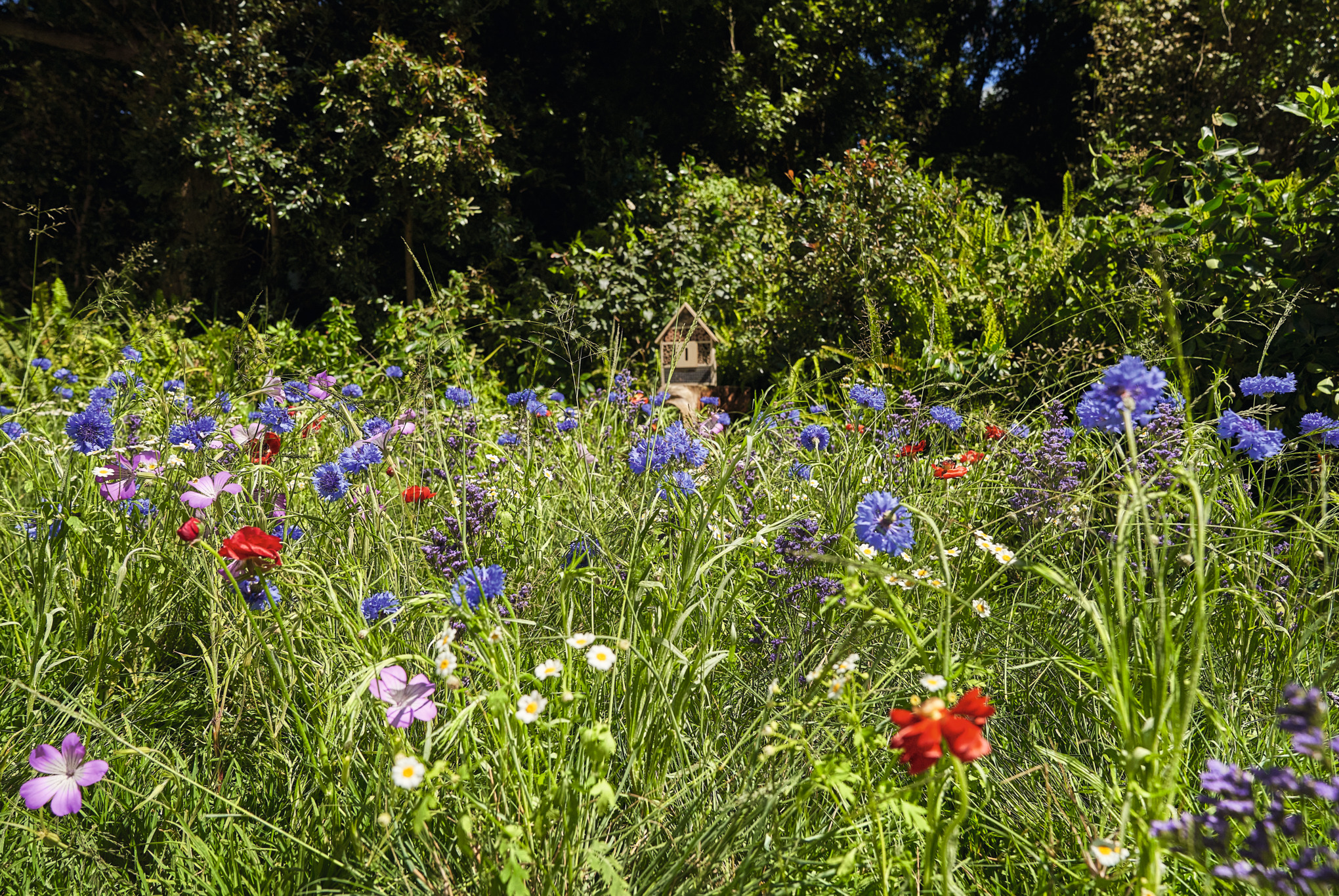 Prairie de fleurs sauvages avec du pavot et des bleuets, ainsi que des arbres en arrière-plan