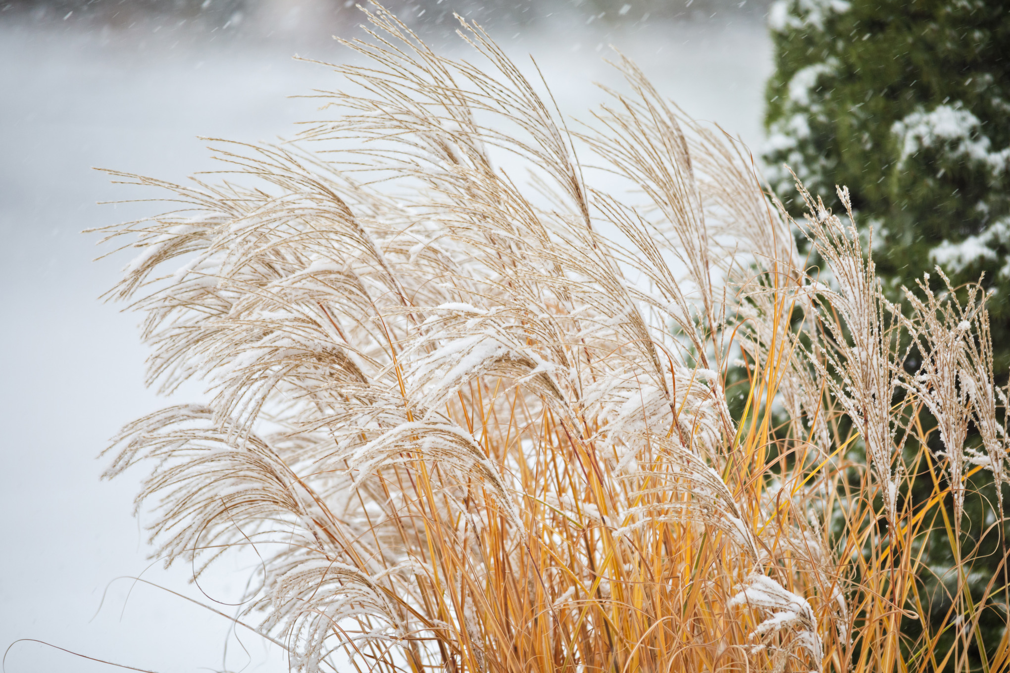 Graminée ornementale dans le vent sous la neige