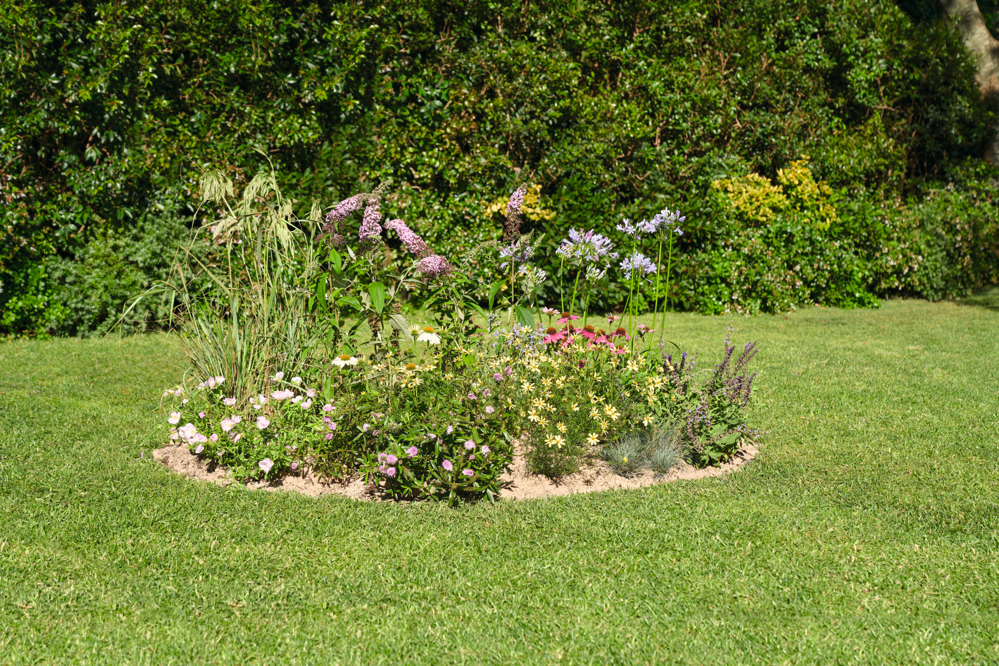 Parterre en îlot en fleurs dans un jardin
