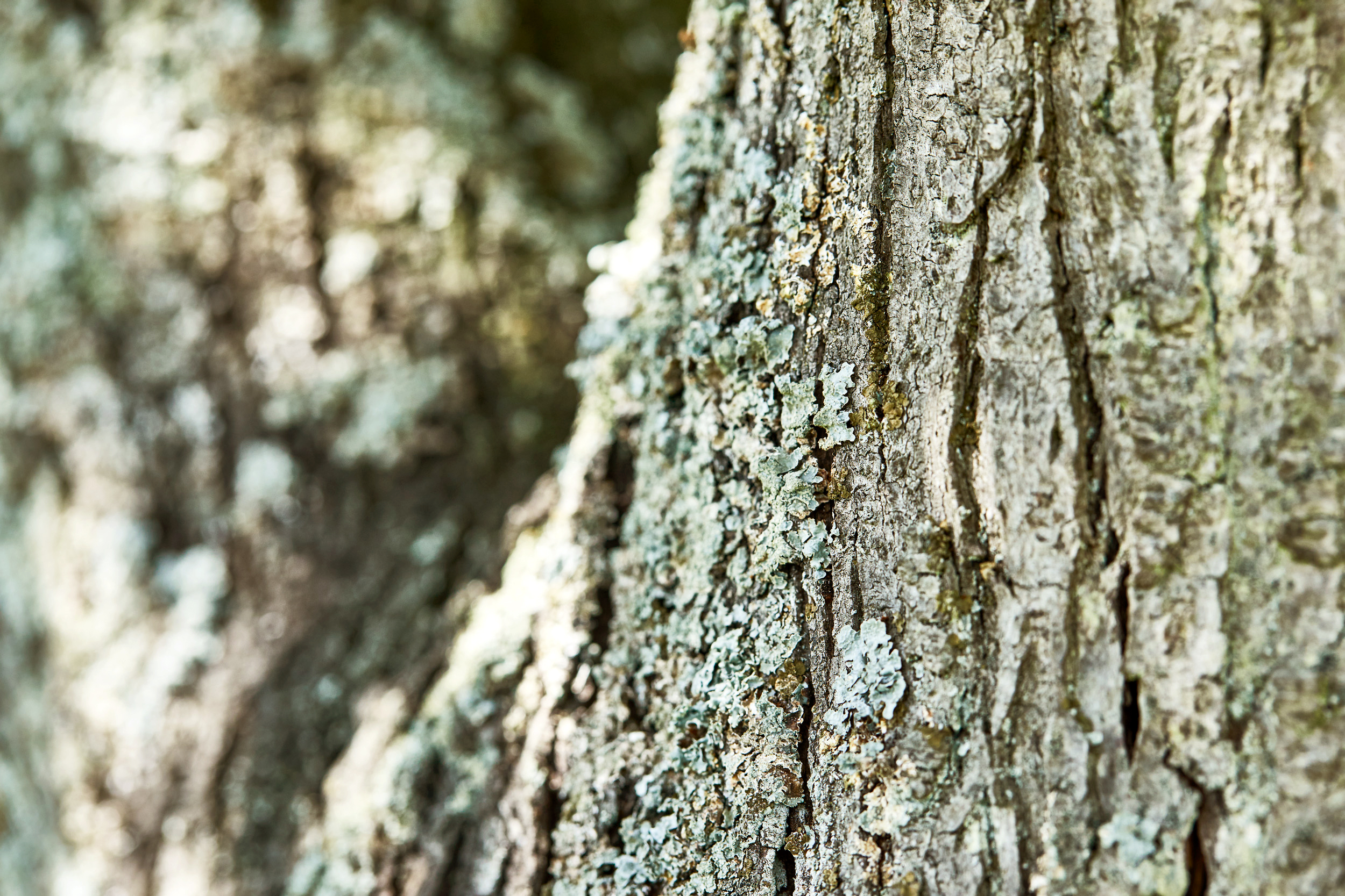 Gros plan sur l’écorce d’un arbre avec de légers lichens