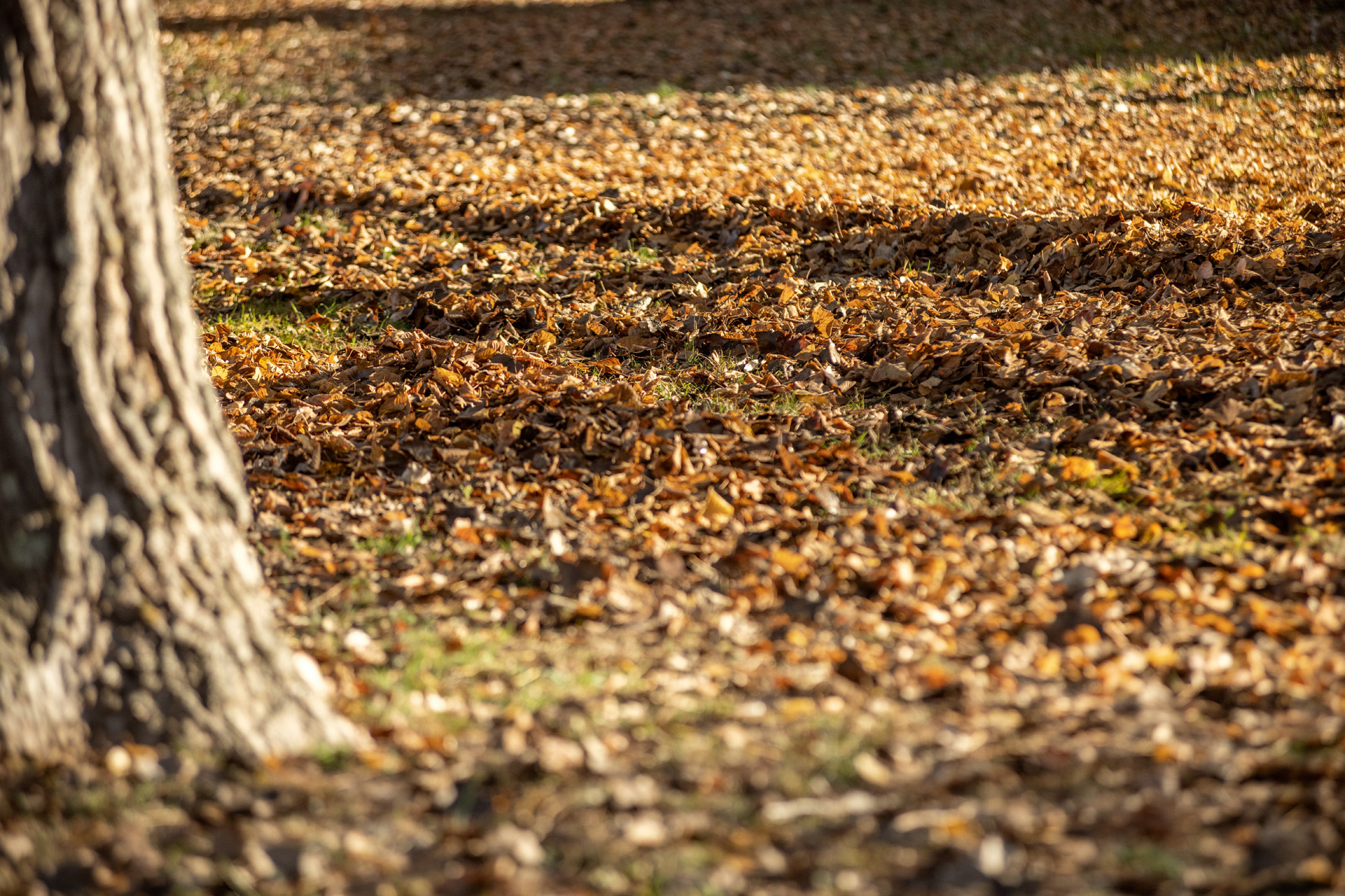 Feuilles mortes tombées au sol à l’automne
