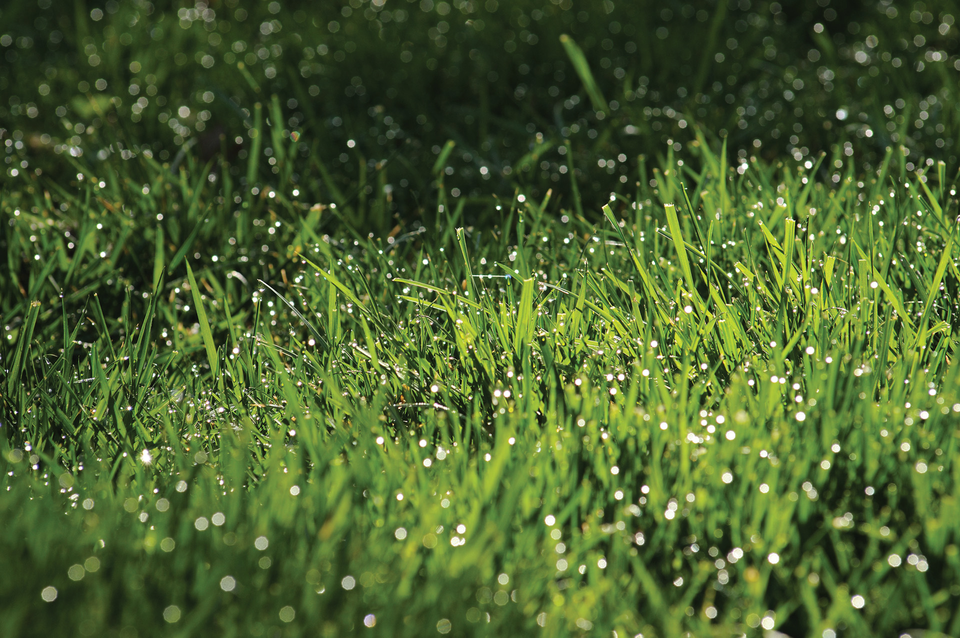 Gros plan sur de l’herbe avec de la rosée