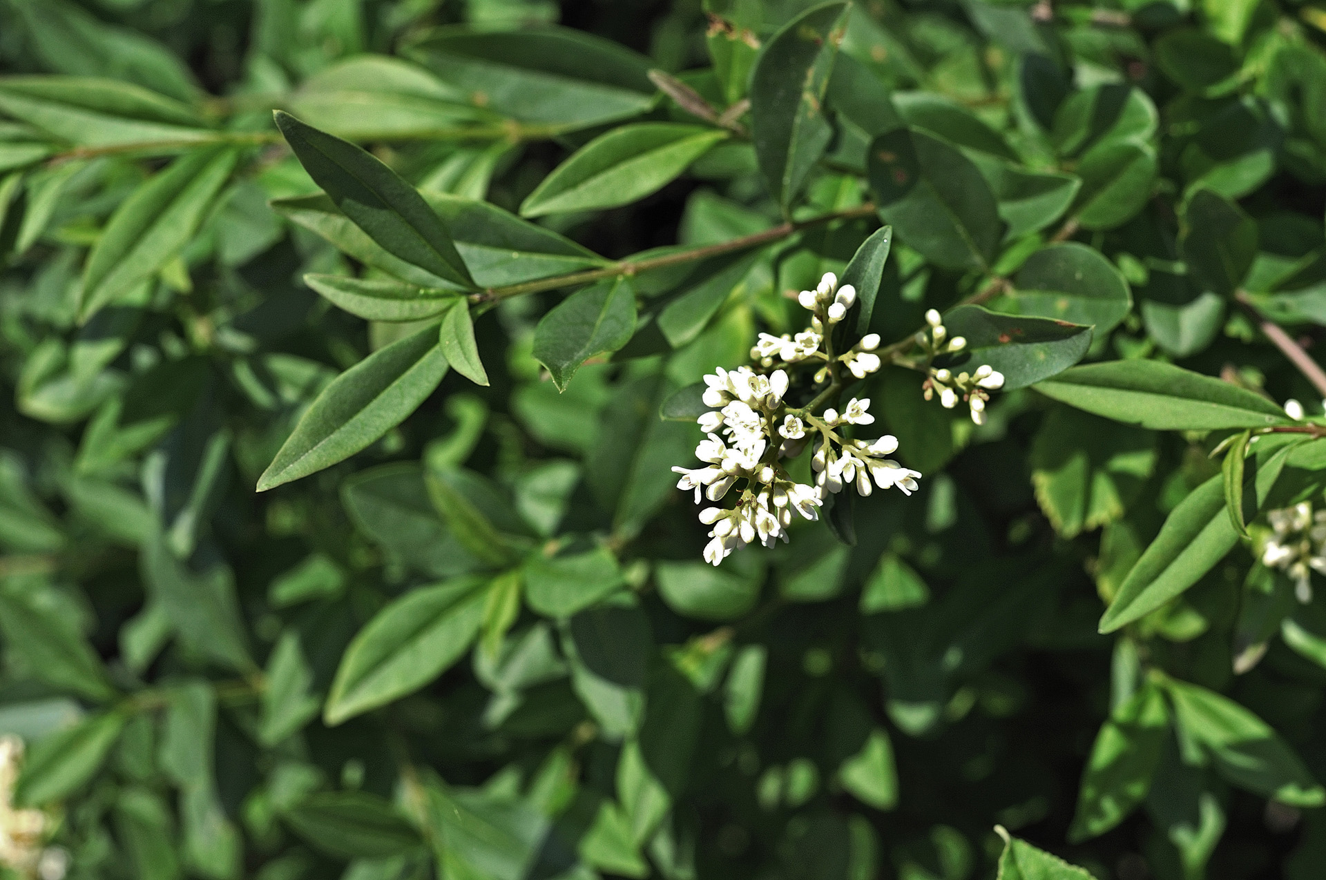 Gros plan sur les fleurs blanches et les feuilles vertes d’une haie de troènes