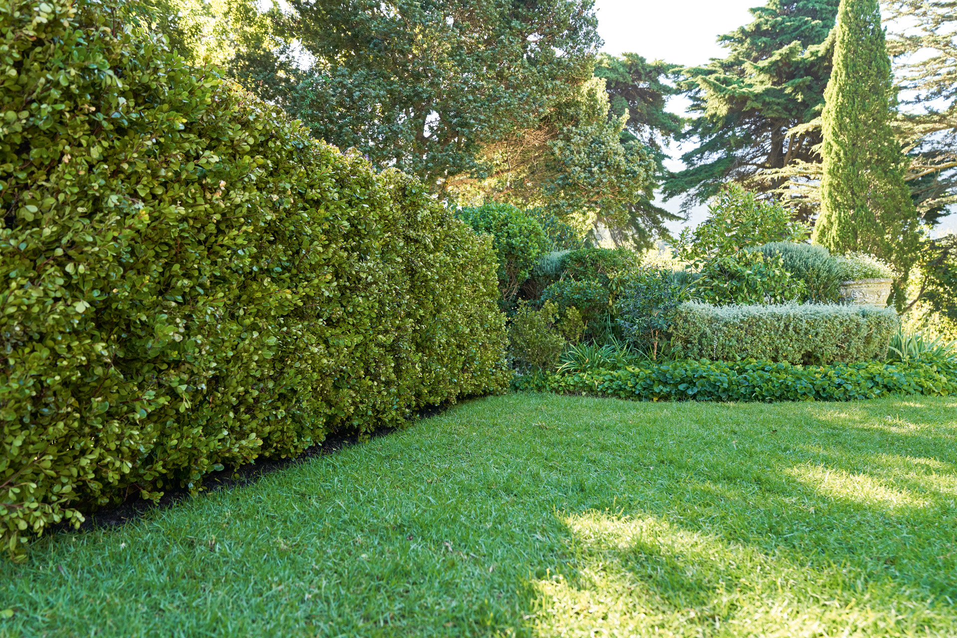 Haie de jardin prospère et saine avec gazon, des arbres en arrière-plan