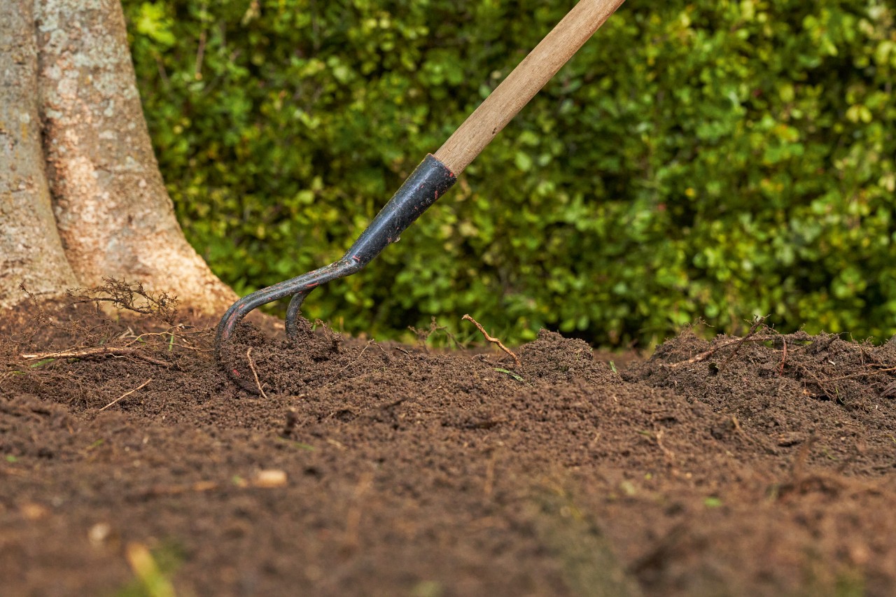 La terre est travaillée sous un arbre à l’aide d’un bêchoir