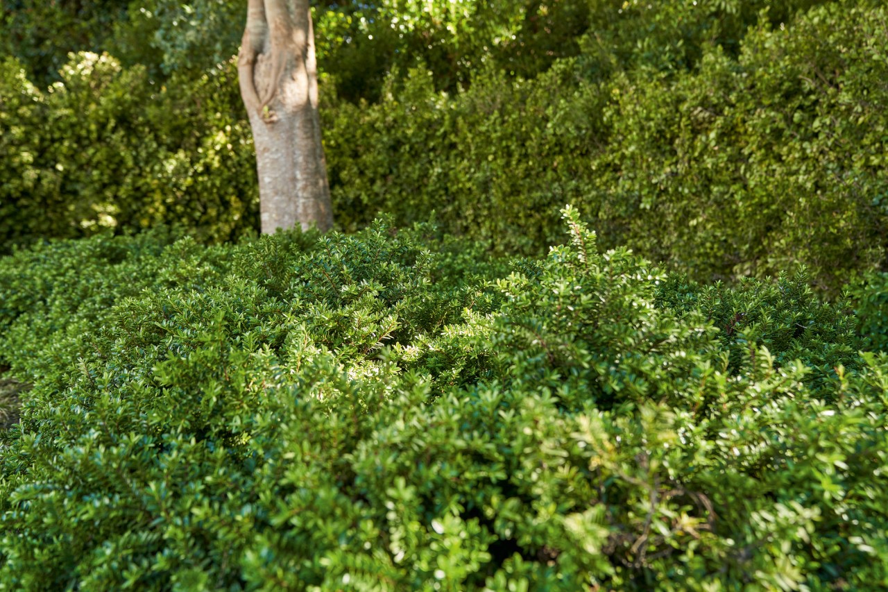 Gros plan sur les couvre-sols verts sous un arbre