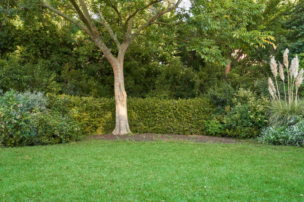 Terre nue sans couverture végétale sous un arbre, pelouse verte à l’avant, haies en arrière-plan.