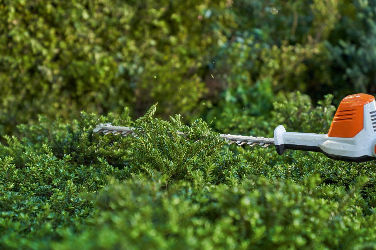 Gros plan sur la coupe d’un couvre-sol avec un taille-haie à batterie STIHL HLA 56.