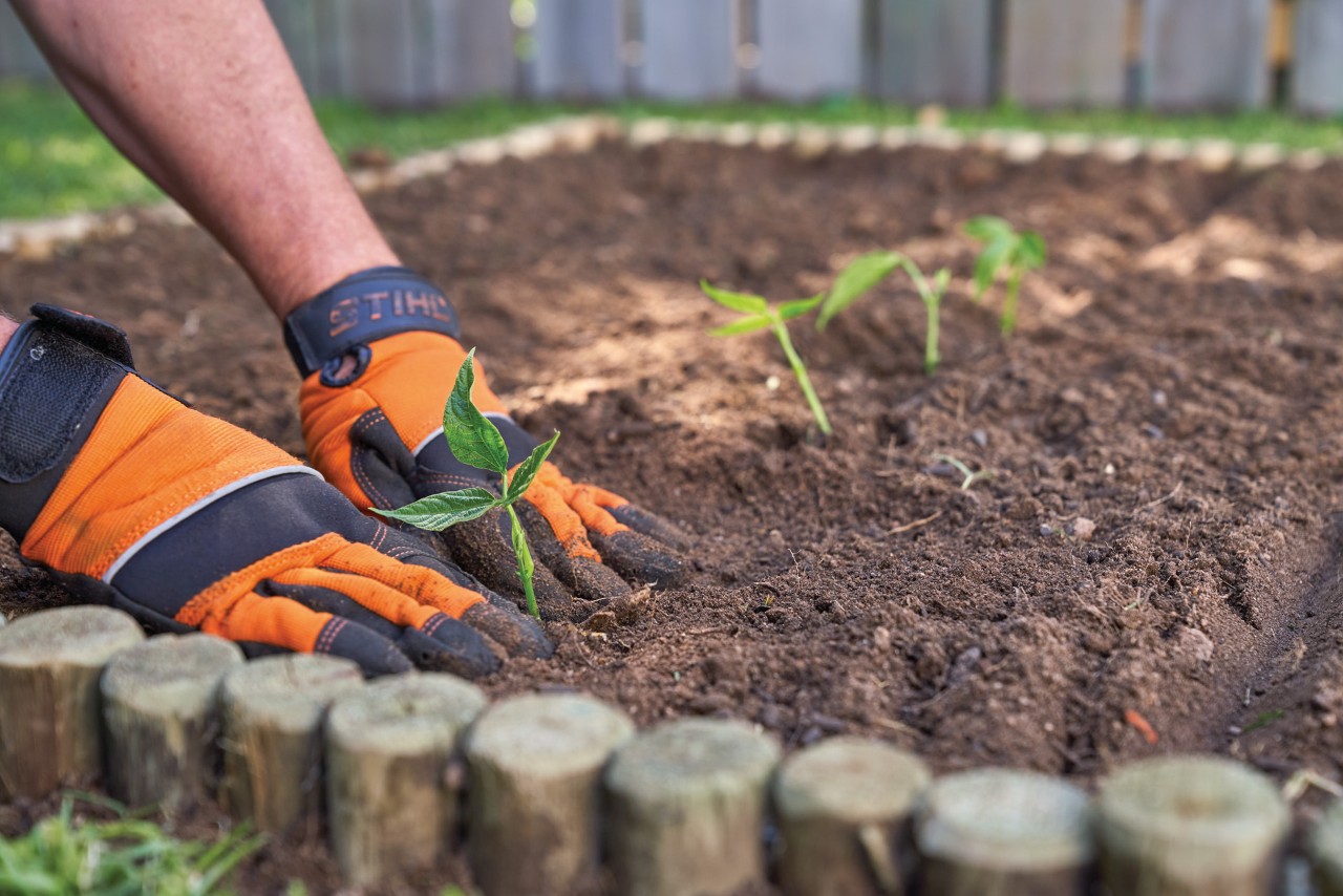 Les plants de légumes sont enfin plantés dans le potager