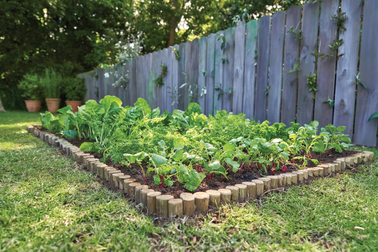 Un potager avec des légumes à feuilles à côté d’une clôture en bois