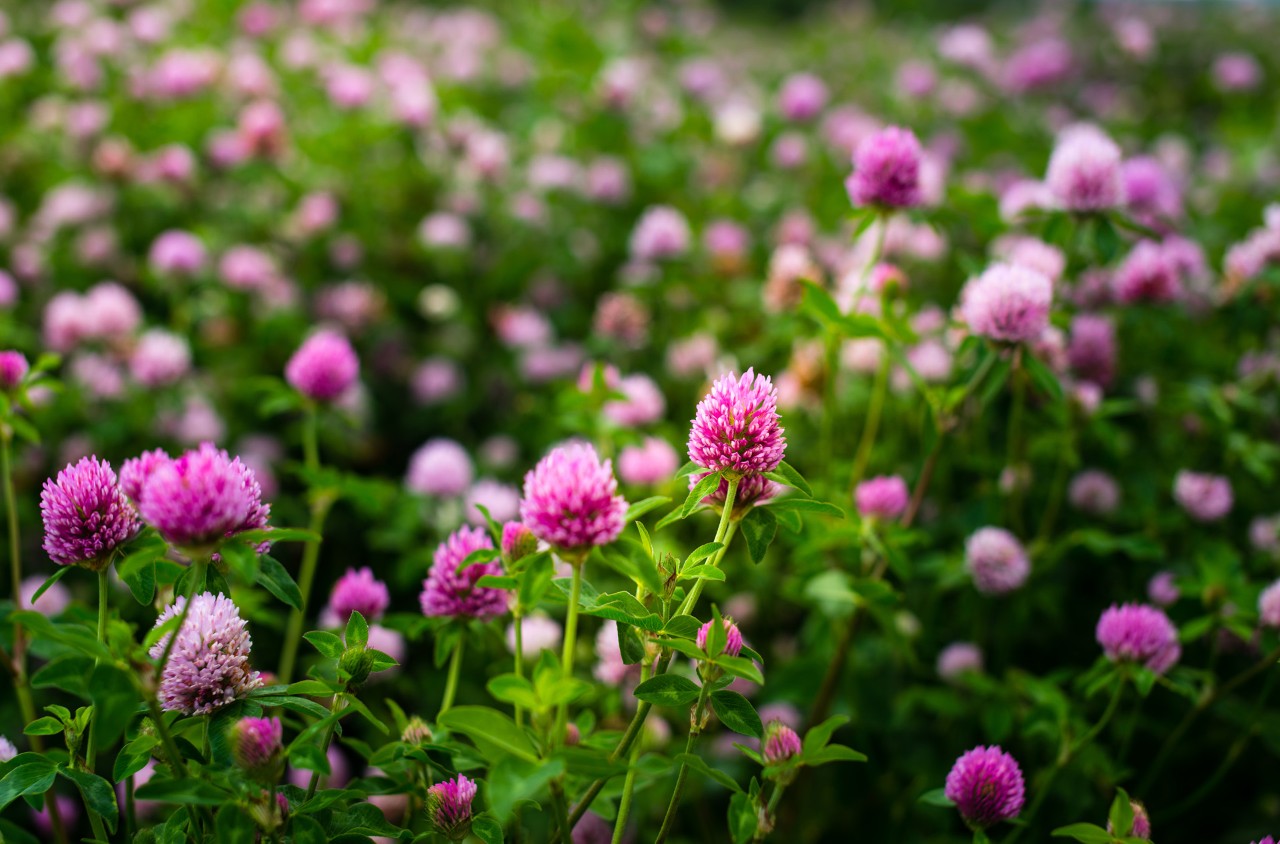 Purple clover flowers, Trifolium Pratense, outside in a field