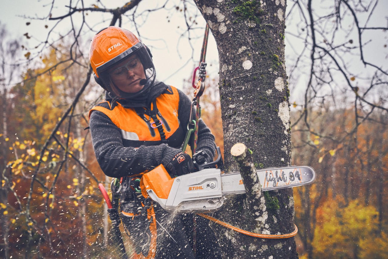 L’arboricultrice Viktoria Carstens est accrochée à un arbre avec une corde de sécurité