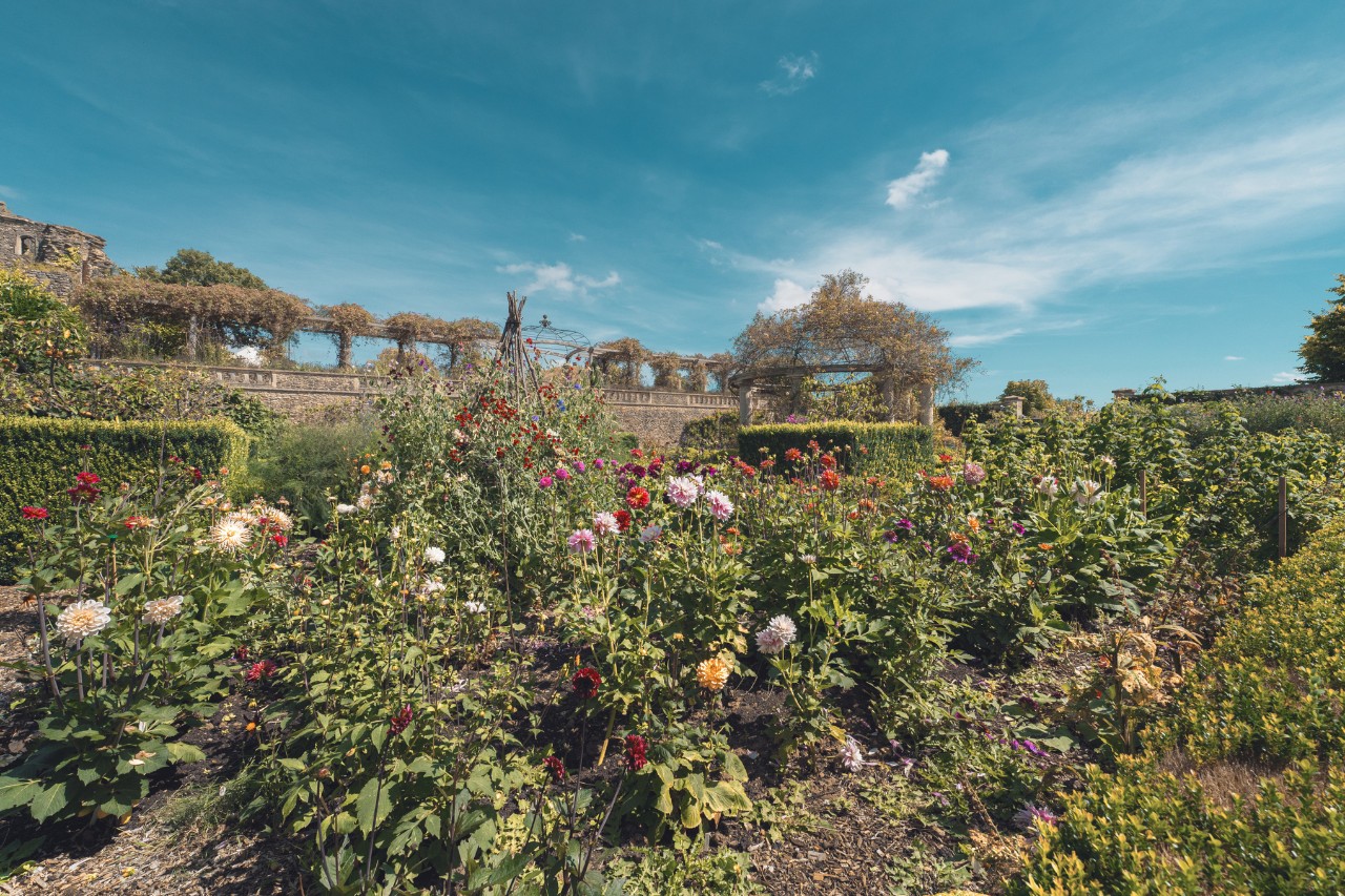 Zone de croissance sauvage avec des roses
