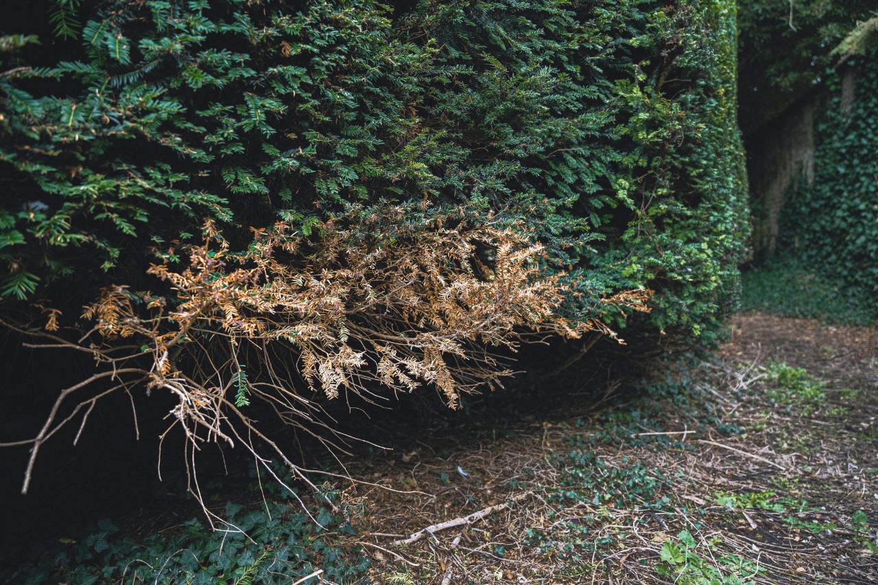 Section de haie présentant des signes de chlorose