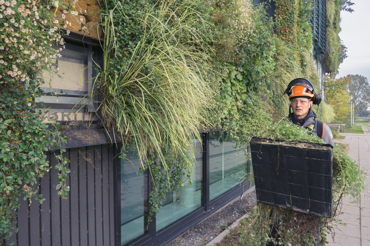 Un homme avec un casque de protection porte un bac de plantes pour renouveler la végétation d’un bâtiment