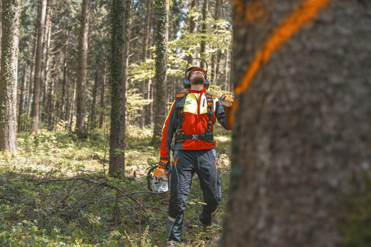 Restructuration des forêts Markus Küchler
