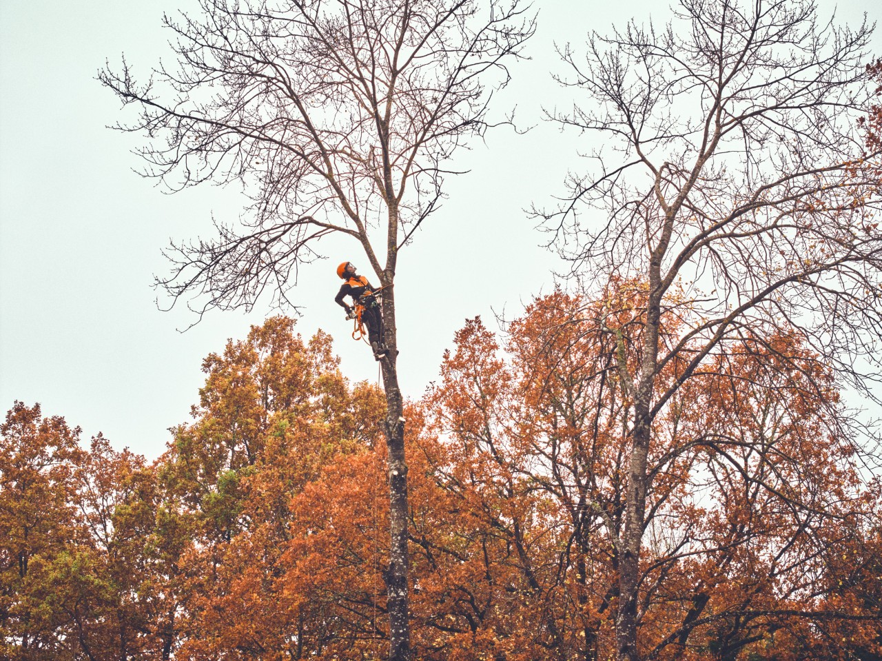 L'arboricultrice Viktoria Carstens lors d'une intervention en hauteur dans un arbre.