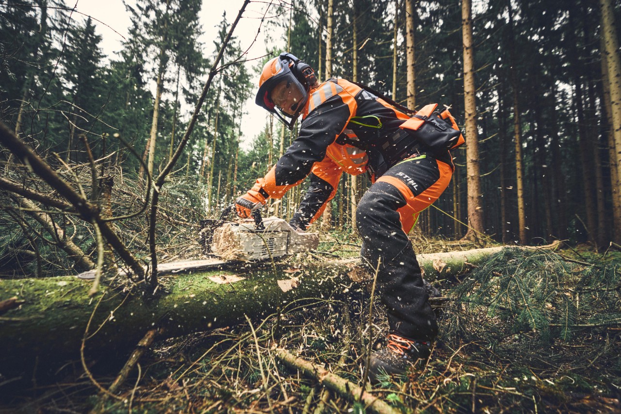 Bûcherons ébranchant des arbres à l'aide d'une tronçonneuse sans fil STIHL MSA 300 et équipés d'un EPI forestier complet.