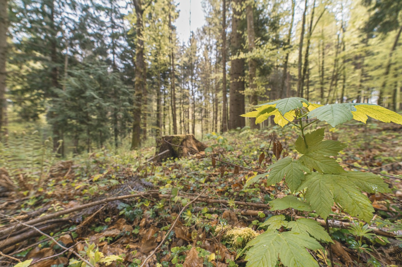 Zone forestière avec une souche d’arbre et des branches au sol